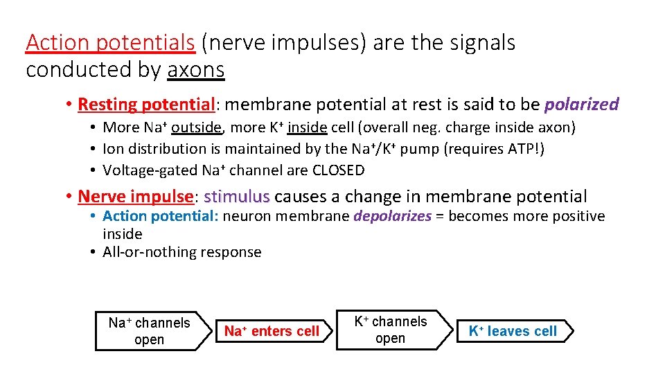 Action potentials (nerve impulses) are the signals conducted by axons • Resting potential: membrane