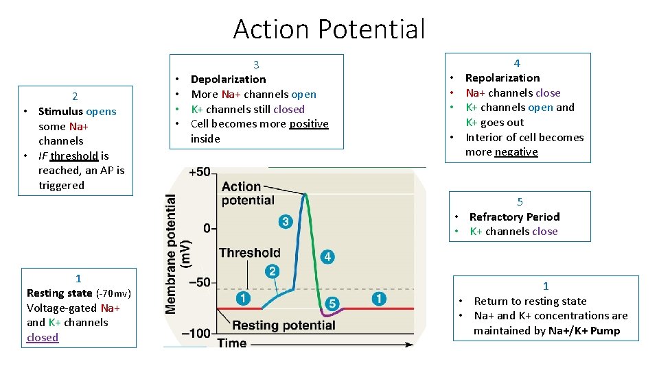 Action Potential 2 • Stimulus opens some Na+ channels • IF threshold is reached,