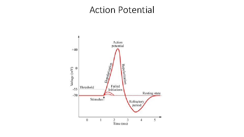 Action Potential 