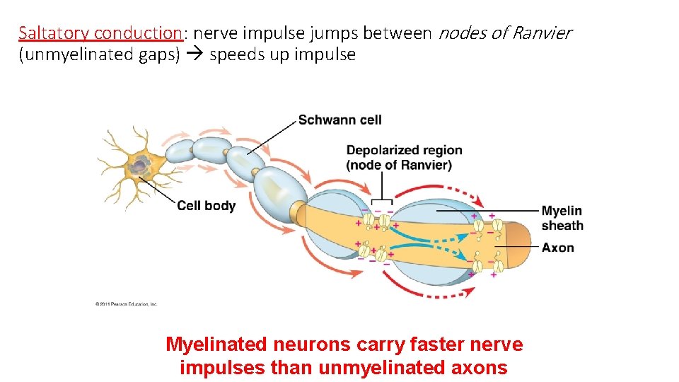 Saltatory conduction: nerve impulse jumps between nodes of Ranvier (unmyelinated gaps) speeds up impulse