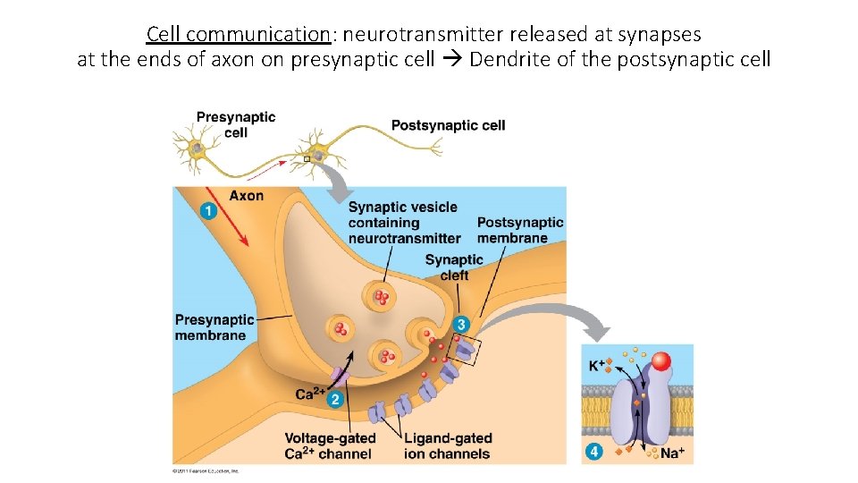 Cell communication: neurotransmitter released at synapses at the ends of axon on presynaptic cell