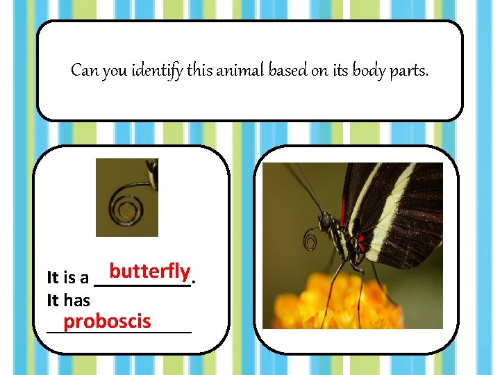 Can you identify this animal based on its body parts. butterfly It is a