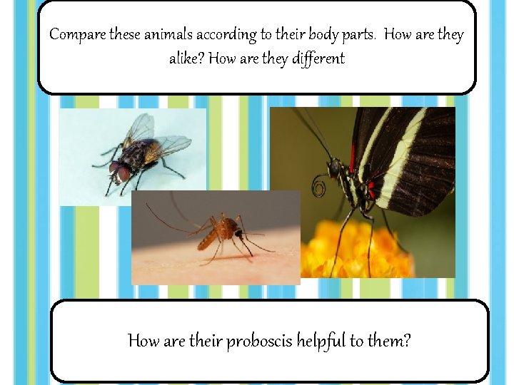 Compare these animals according to their body parts. How are they alike? How are