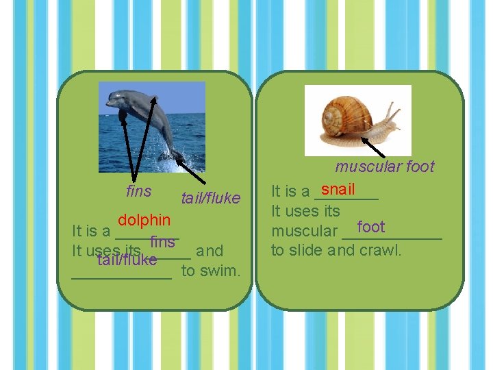 fins tail/fluke dolphin It is a _______ fins It uses its _____ and tail/fluke