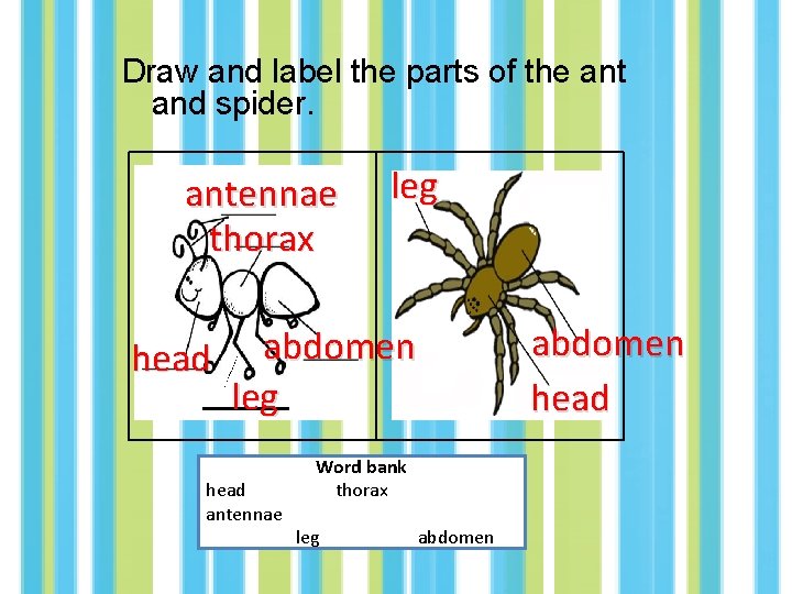 Draw and label the parts of the ant and spider. antennae thorax leg head