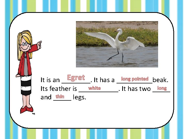 Egret It has a _____beak. long pointed It is an ____. white long Its