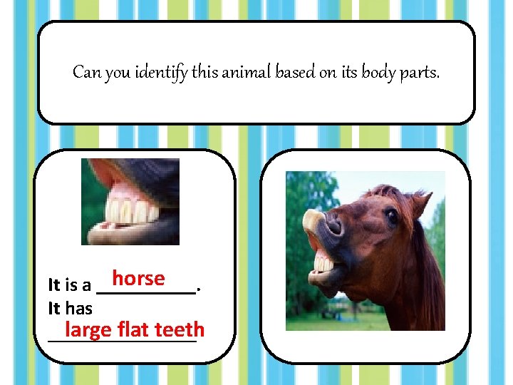Can you identify this animal based on its body parts. horse It is a