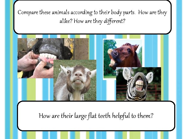 Compare these animals according to their body parts. How are they alike? How are