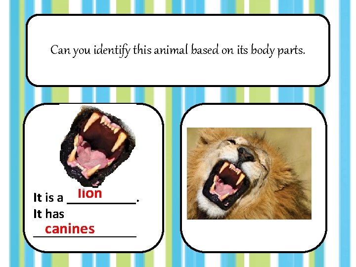 Can you identify this animal based on its body parts. lion It is a
