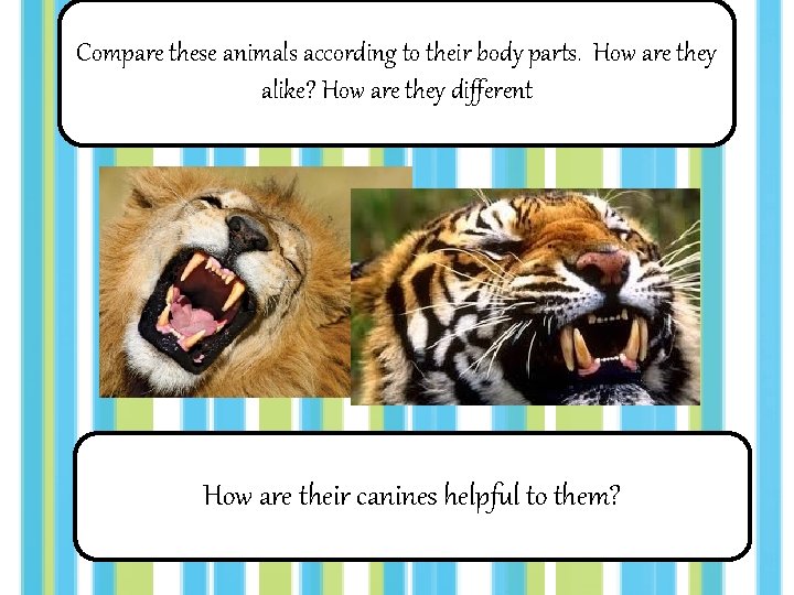 Compare these animals according to their body parts. How are they alike? How are
