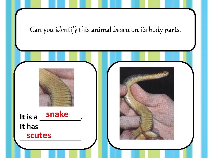Can you identify this animal based on its body parts. snake It is a