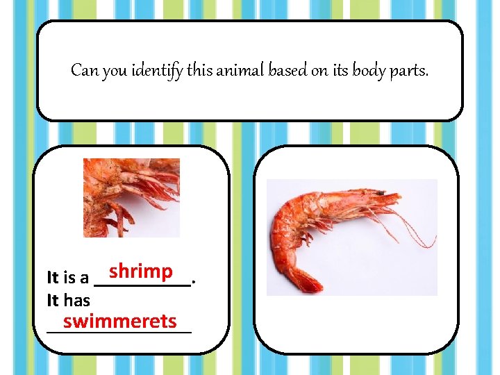 Can you identify this animal based on its body parts. shrimp It is a