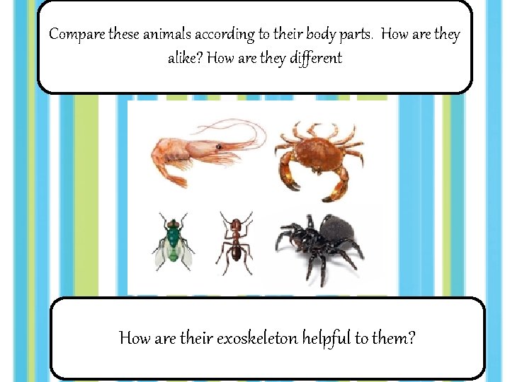 Compare these animals according to their body parts. How are they alike? How are