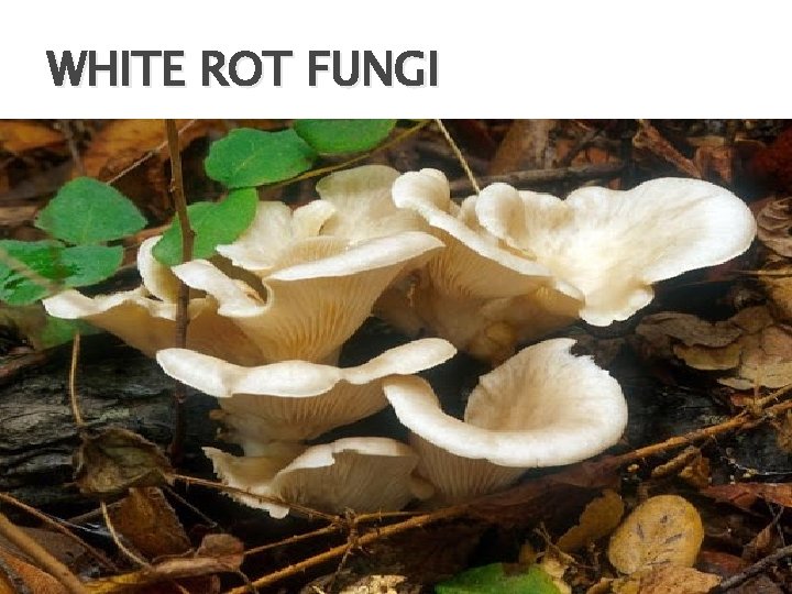 WHITE ROT FUNGI 