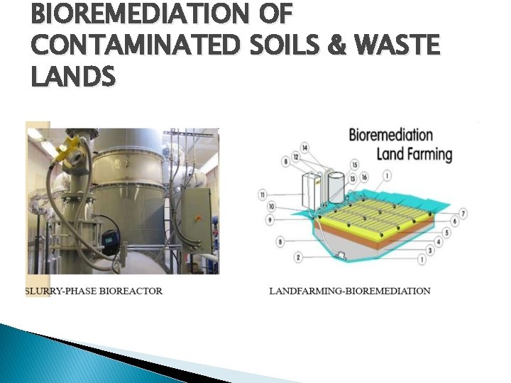 BIOREMEDIATION OF CONTAMINATED SOILS & WASTE LANDS 