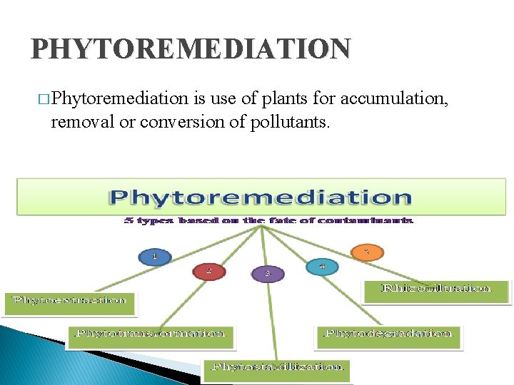 PHYTOREMEDIATION � Phytoremediation is use of plants for accumulation, removal or conversion of pollutants.