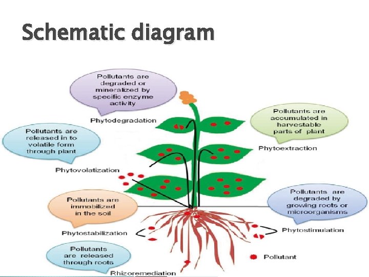 Schematic diagram 