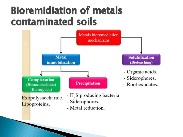 Bioremidiation of metals contaminated soils 