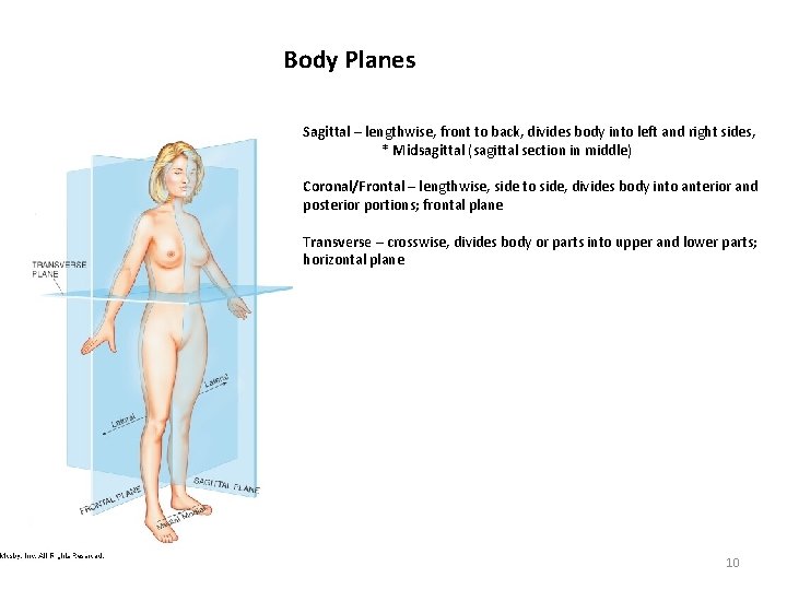 Body Planes Sagittal – lengthwise, front to back, divides body into left and right