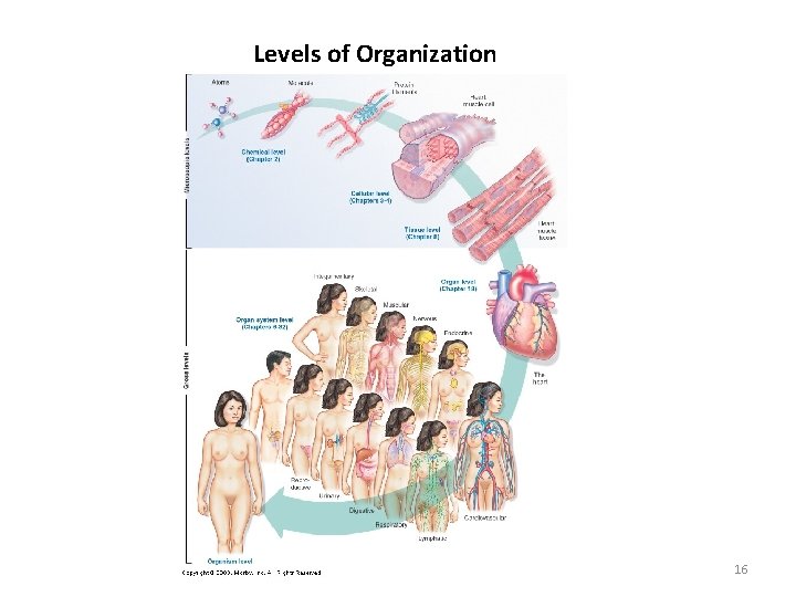 Levels of Organization 16 