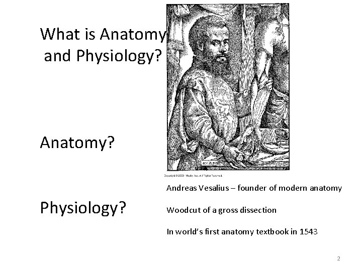 What is Anatomy and Physiology? Anatomy? Andreas Vesalius – founder of modern anatomy Physiology?