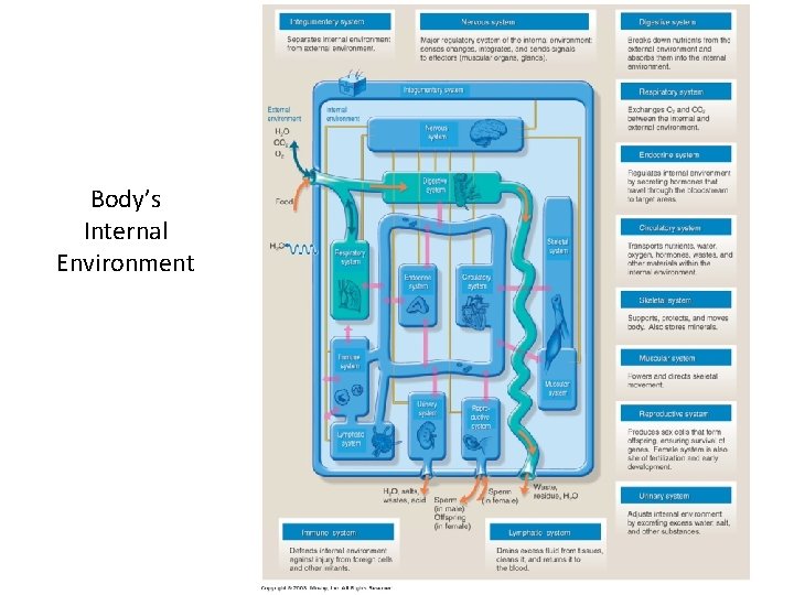 Body’s Internal Environment 20 