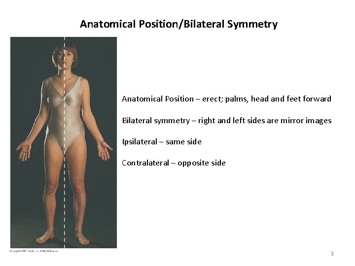 Anatomical Position/Bilateral Symmetry Anatomical Position – erect; palms, head and feet forward Bilateral symmetry