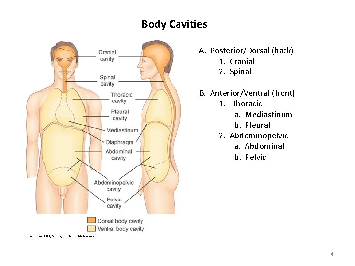 Body Cavities A. Posterior/Dorsal (back) 1. Cranial 2. Spinal B. Anterior/Ventral (front) 1. Thoracic