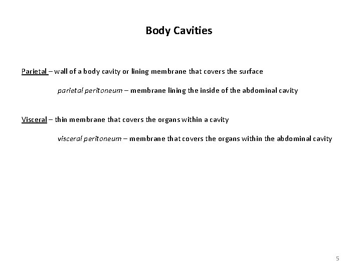 Body Cavities Parietal – wall of a body cavity or lining membrane that covers