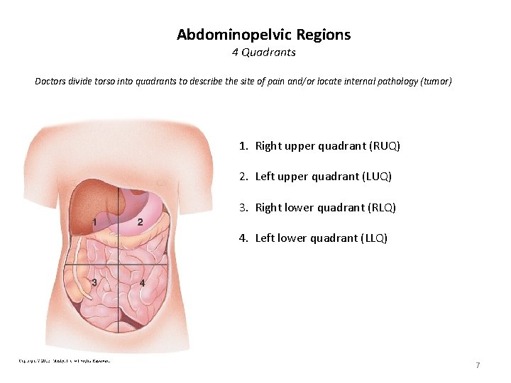 Abdominopelvic Regions 4 Quadrants Doctors divide torso into quadrants to describe the site of