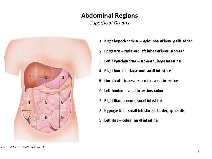 Abdominal Regions Superficial Organs 1. Right hypochondriac – right lobe of liver, gallbladder 2.
