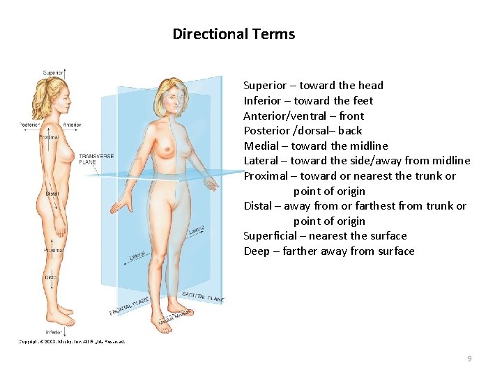 Directional Terms Superior – toward the head Inferior – toward the feet Anterior/ventral –