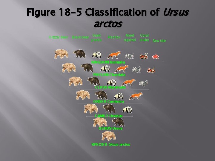 Figure 18 -5 Classification of Ursus arctos Grizzly bear Black bear Giant panda Red