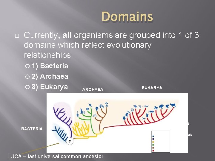 Domains Currently, all organisms are grouped into 1 of 3 domains which reflect evolutionary