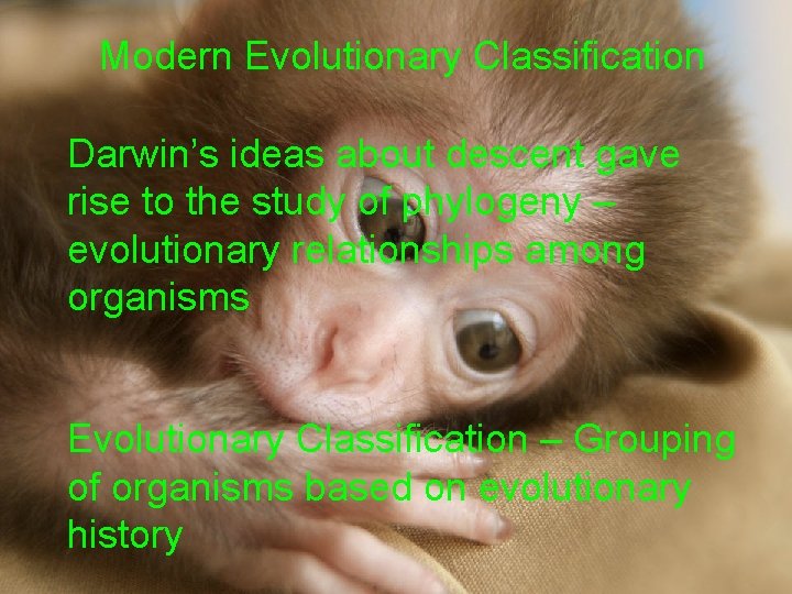 Modern Evolutionary Classification Darwin’s ideas about descent gave rise to the study of phylogeny