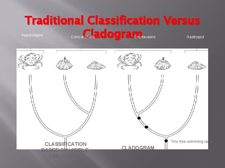 Traditional Classification Versus Cladogram Appendages Crab Conical Shells Barnacle Limpet Crustaceans Crab Barnacle Gastropod
