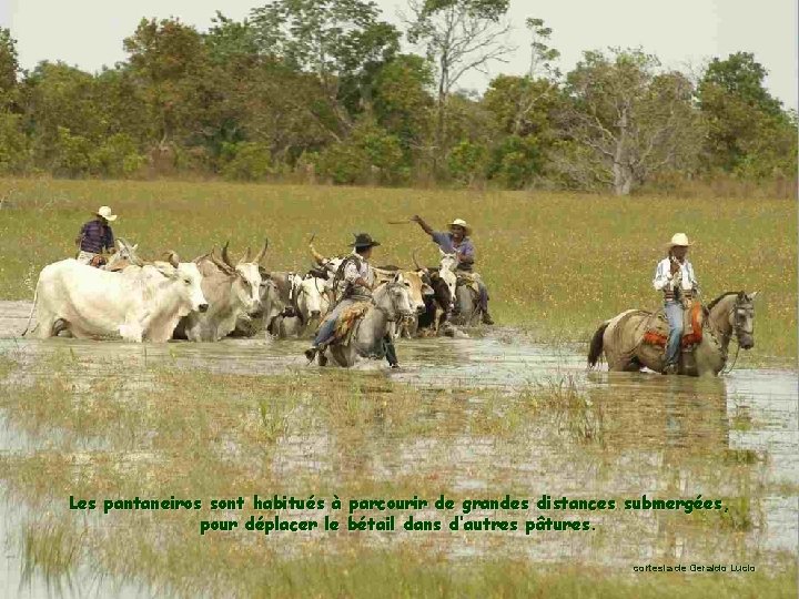 Les pantaneiros sont habitués à parcourir de grandes distances submergées, pour déplacer le bétail