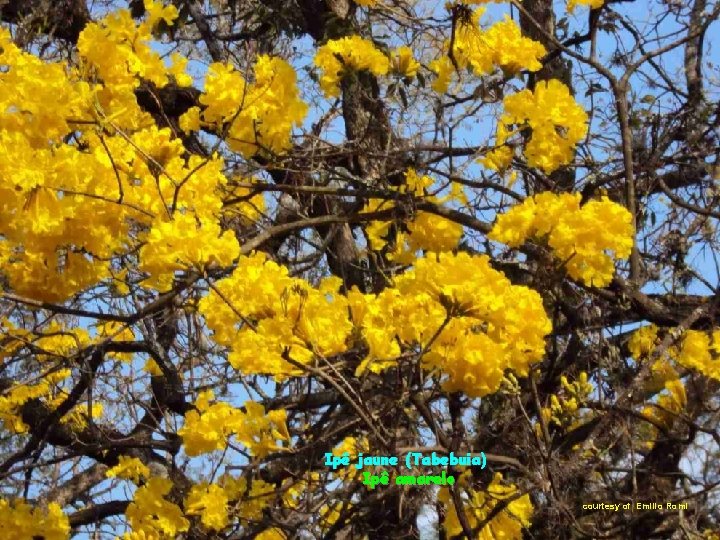 Ipê jaune (Tabebuia) Ipê amarelo courtesy of Emilio Romi 