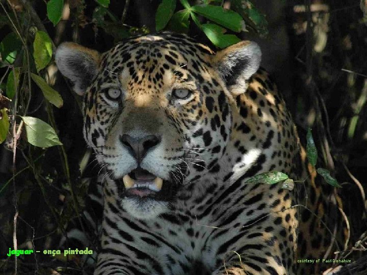 jaguar – onça pintada courtesy of Paul Donahue 