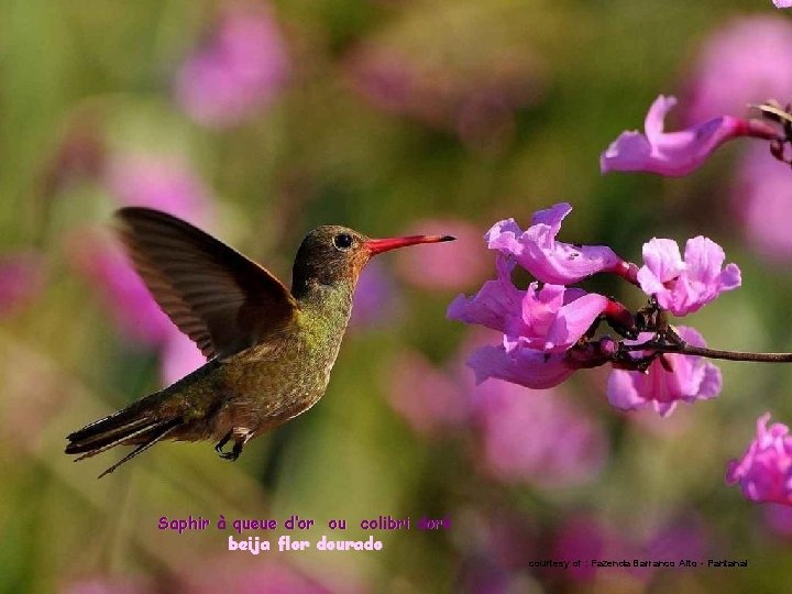 Saphir à queue d’or ou colibri doré beija flor dourado courtesy of : Fazenda