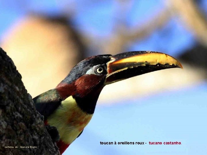 toucan à oreillons roux - tucano castanho cortesia de : Marcelo Bugre 
