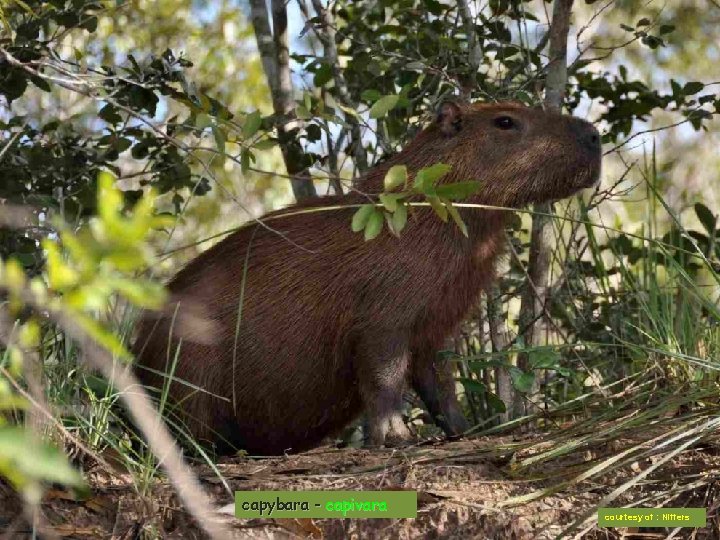 capybara - capivara courtesy of : Niffers 