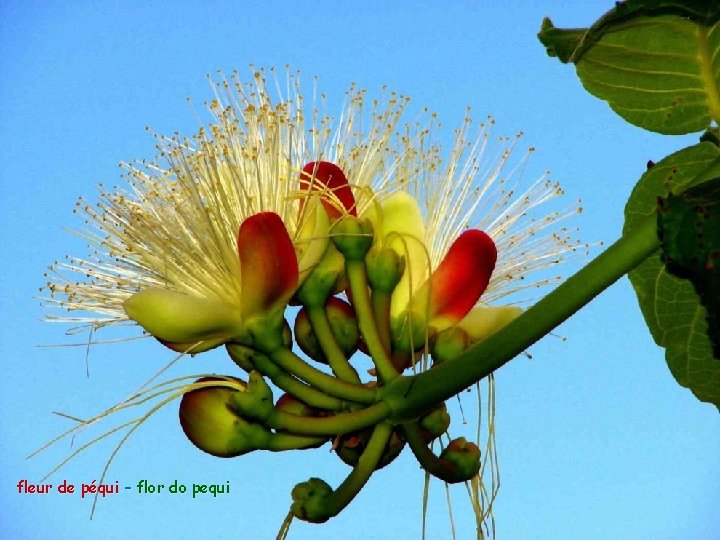 fleur de péqui – flor do pequi 