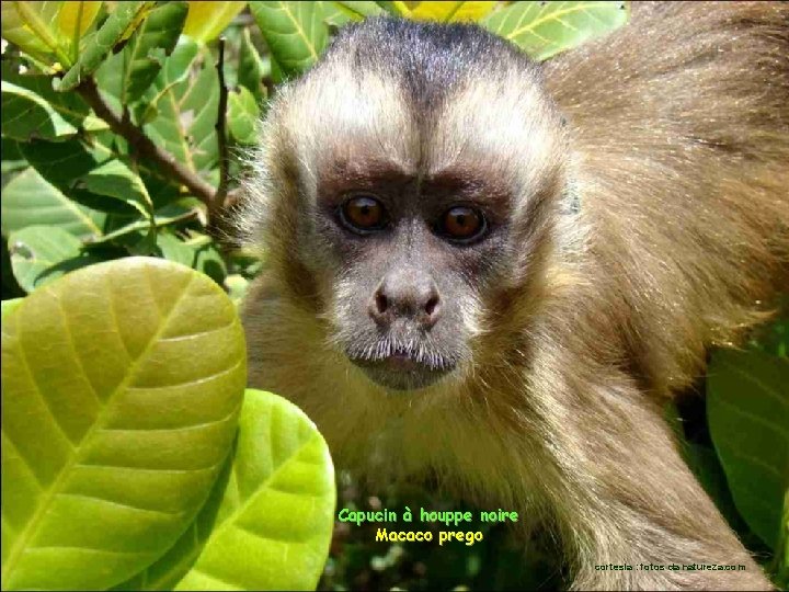 Capucin à houppe noire Macaco prego cortesia : fotos da natureza. com 