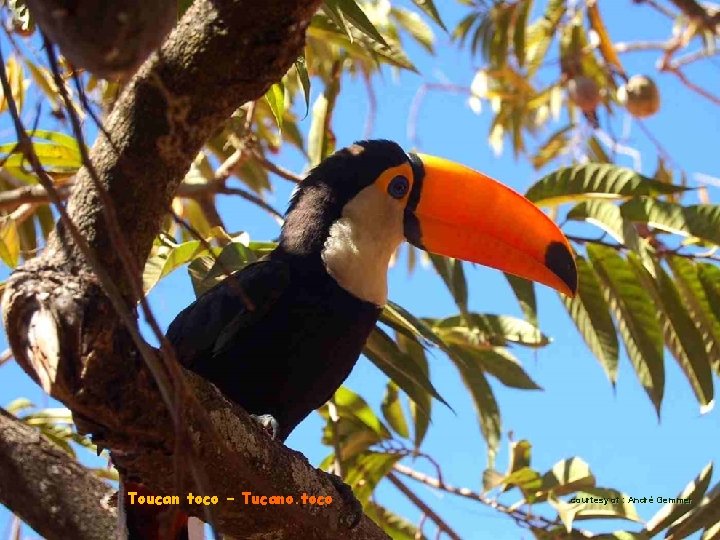 Toucan toco – Tucano. toco courtesy of : André Gemmer 