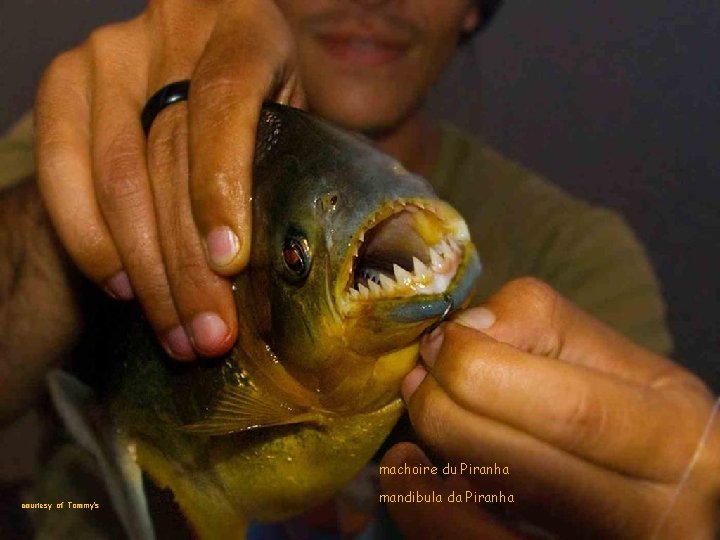 machoire du Piranha courtesy of Tommy’s mandibula da Piranha 