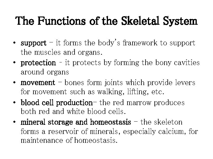 The Skeletal System Functions Anatomy of a Bone