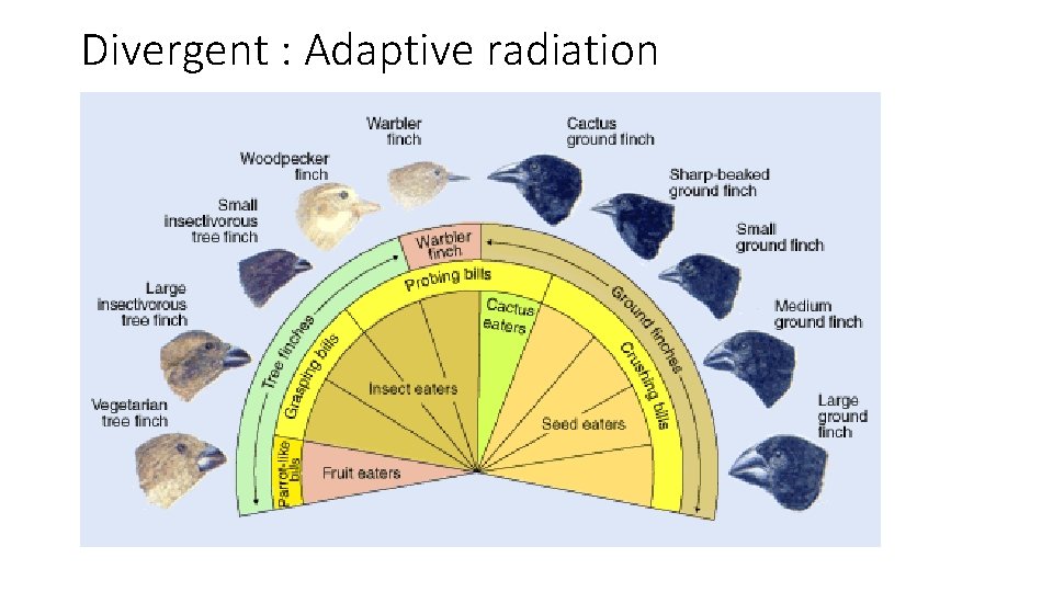 Divergent : Adaptive radiation 