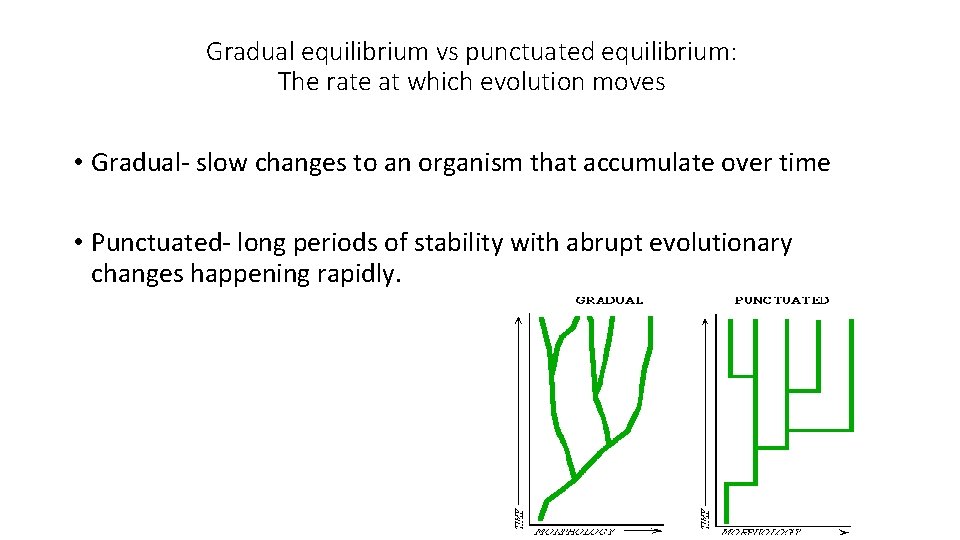 Gradual equilibrium vs punctuated equilibrium: The rate at which evolution moves • Gradual- slow