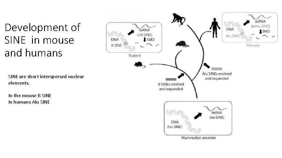 Development of SINE in mouse and humans SINE are short interspersed nuclear elements. In